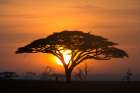Acacia tree at sunrise Art Print